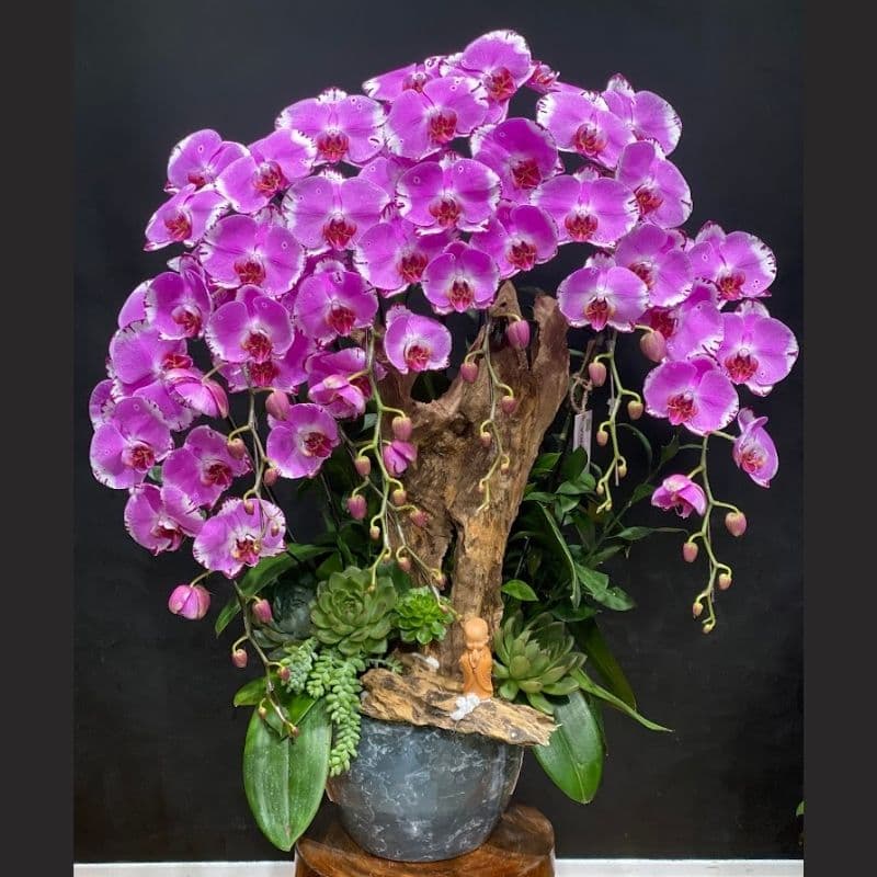 Chăm sóc & bảo quản hoa tươi